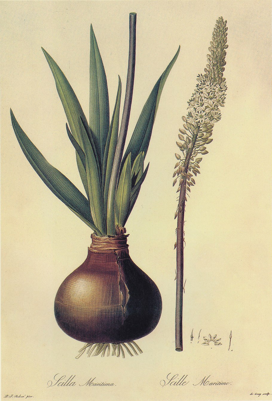 Морской лук Drímia marítima