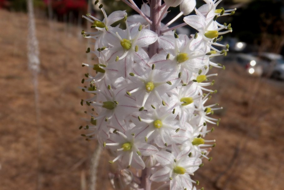 Ургинея морской лук