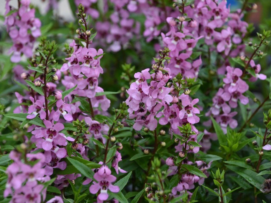 Ангелония узколистная