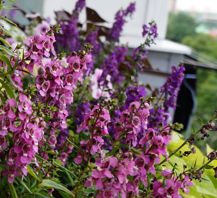 Ангелония узколистная