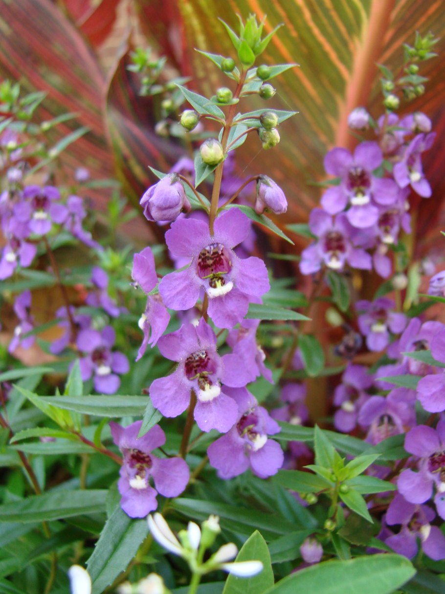 Ангелония Серенита