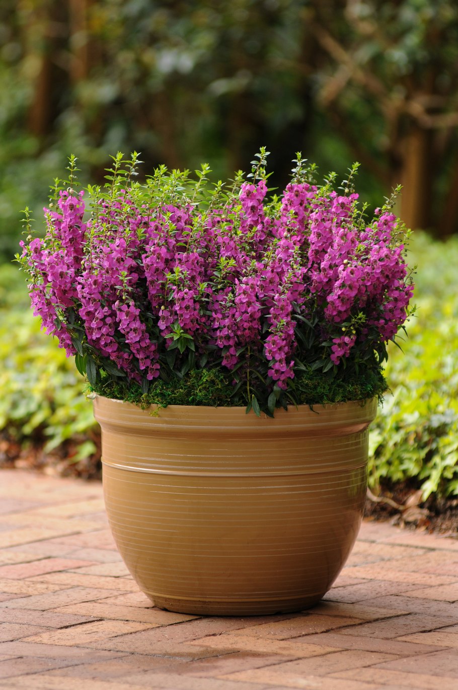 Ангелония узколистная