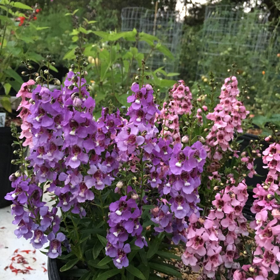 Ангелония Серенита