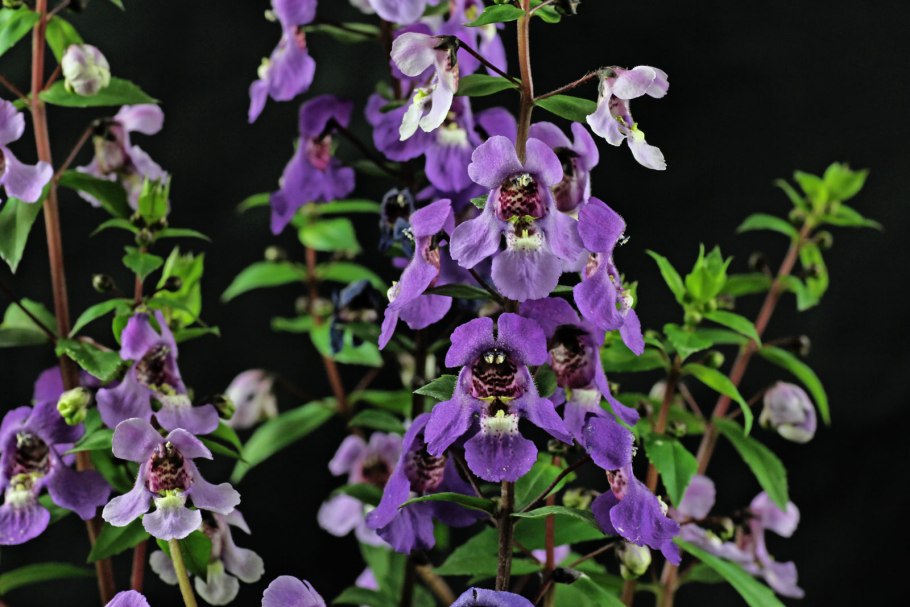 Ангелония Серена Блю