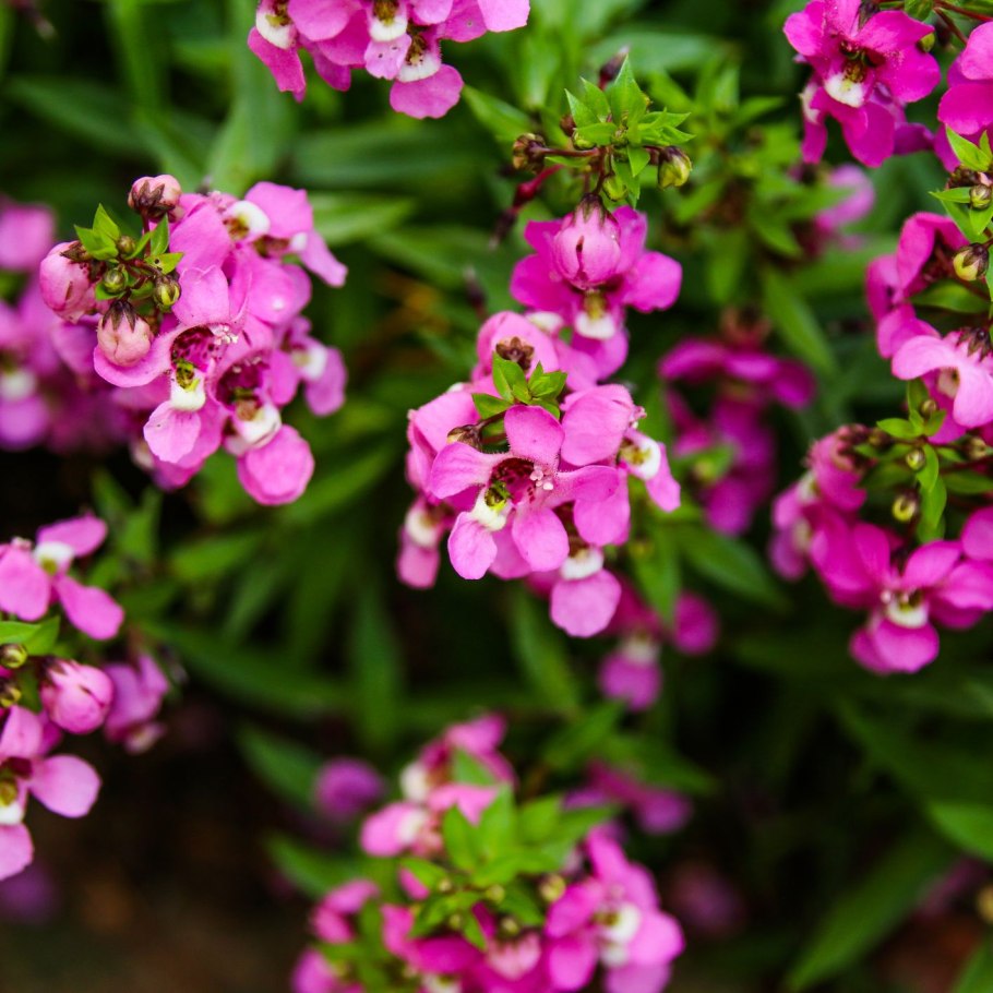 Ангелония Серена Purple Imp