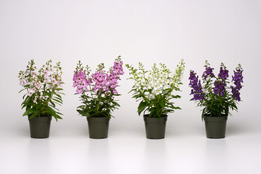 Ангелония Серенита фиолетовая