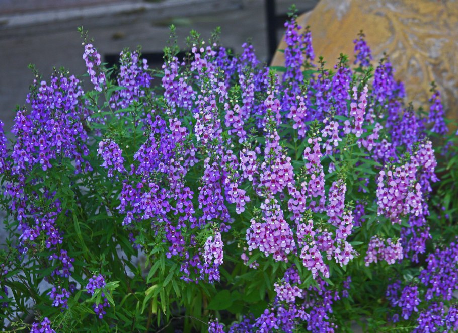 Ангелония Серена