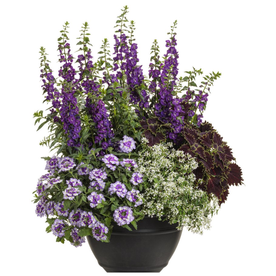 Ангелония Серенита