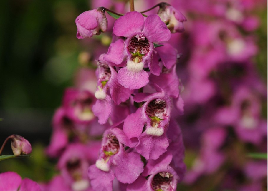 Ангелония Серена Блю