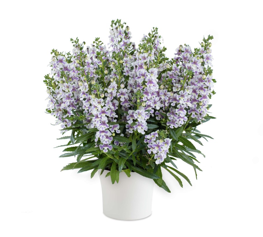 Ангелония Серена