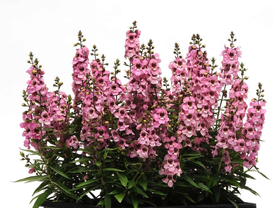 Ангелония узколистная