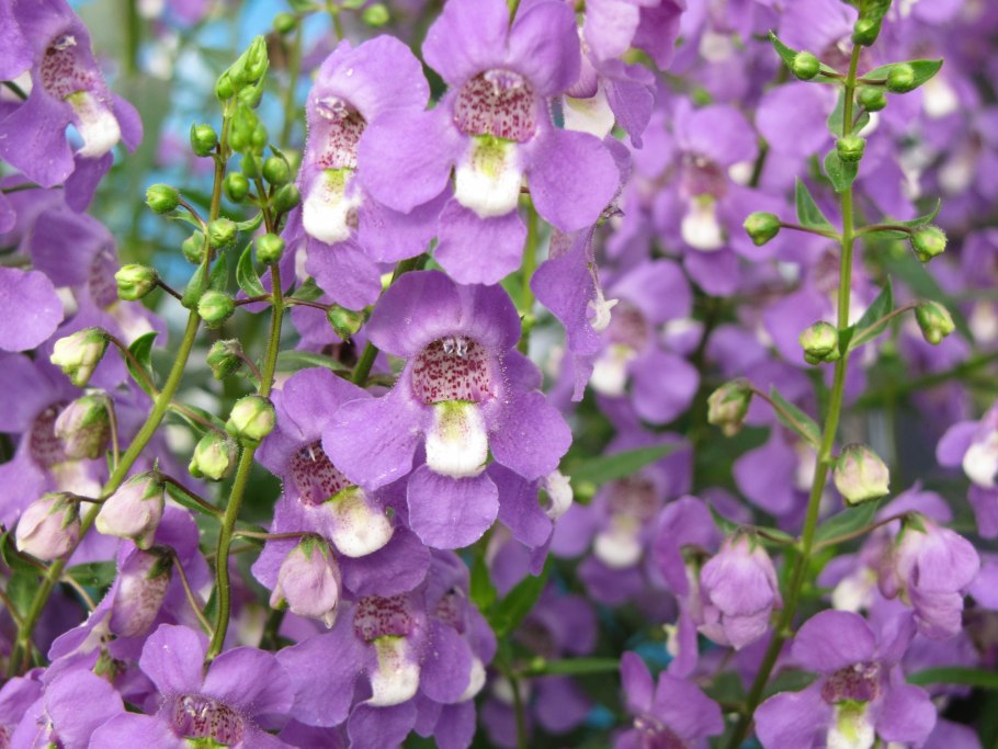 Ангелония узколистная