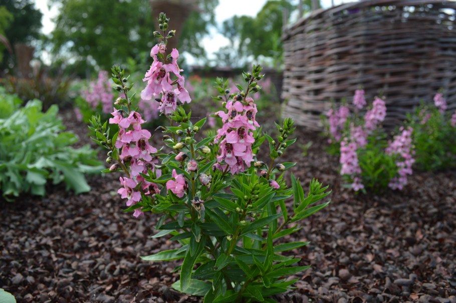 Ангелония Серена Blue
