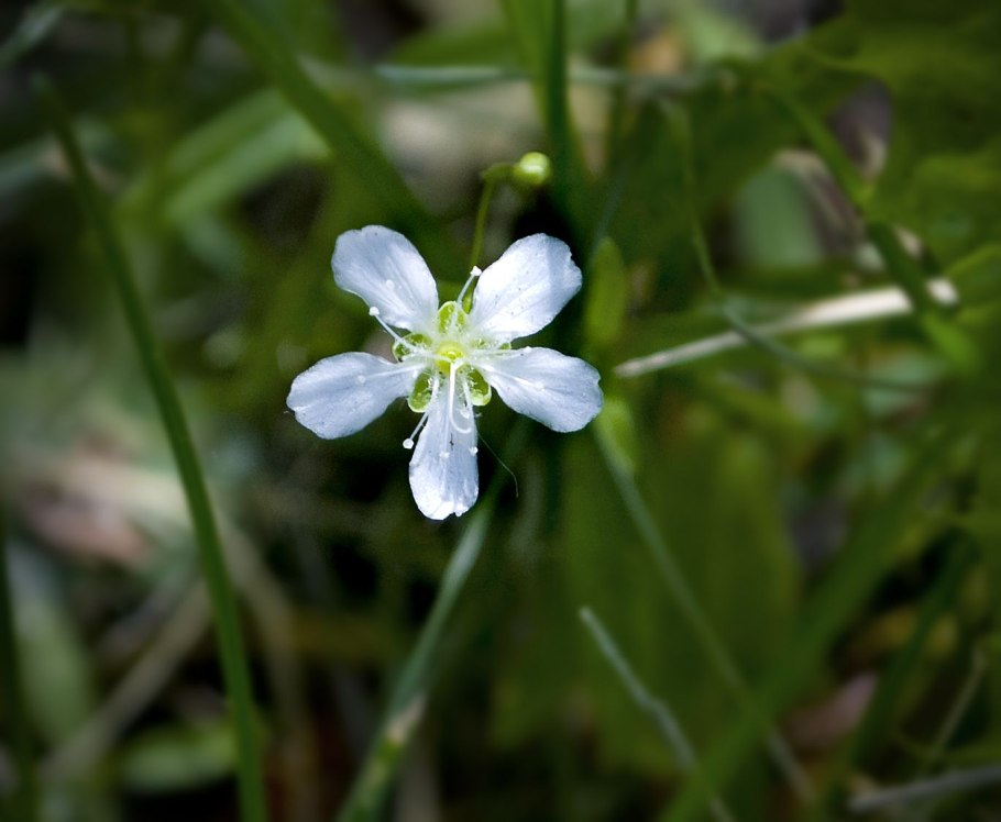 Moehringia ciliata