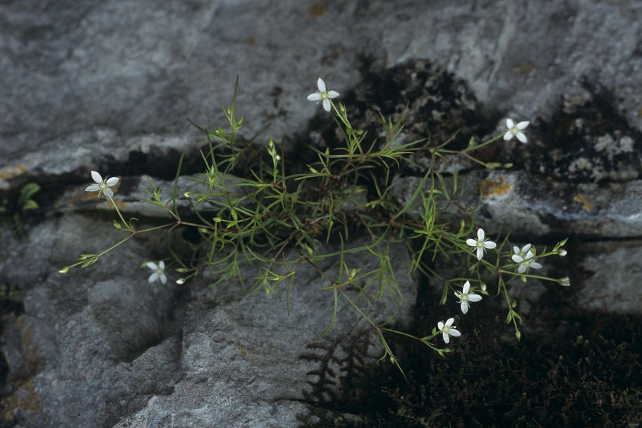 Moehringia macrophylla