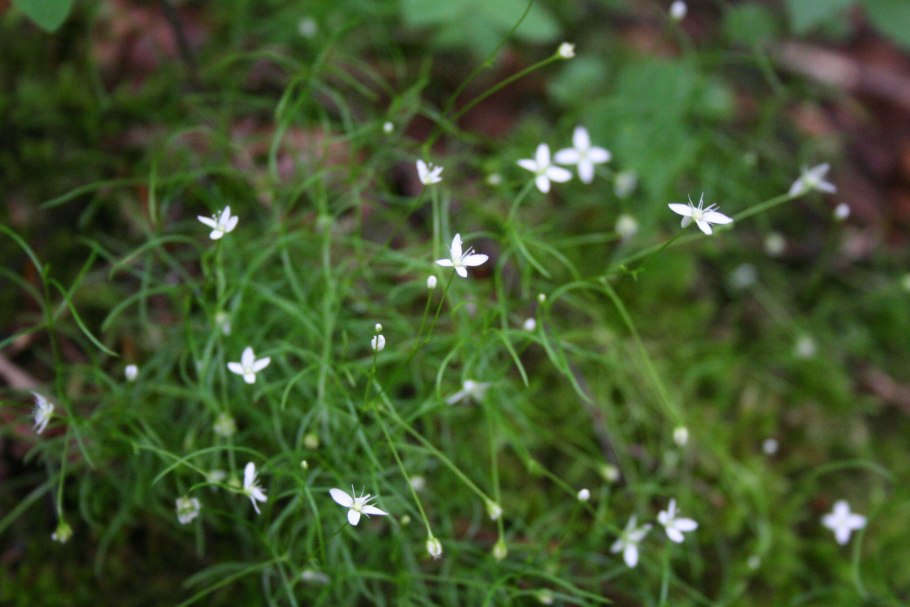 Мерингия бокоцветная