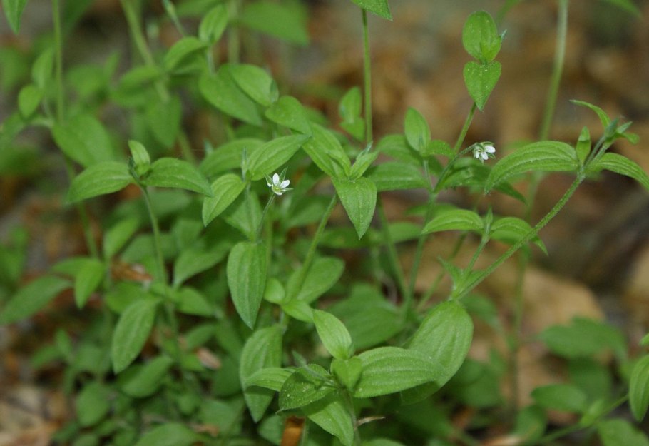 Moehringia trinervia