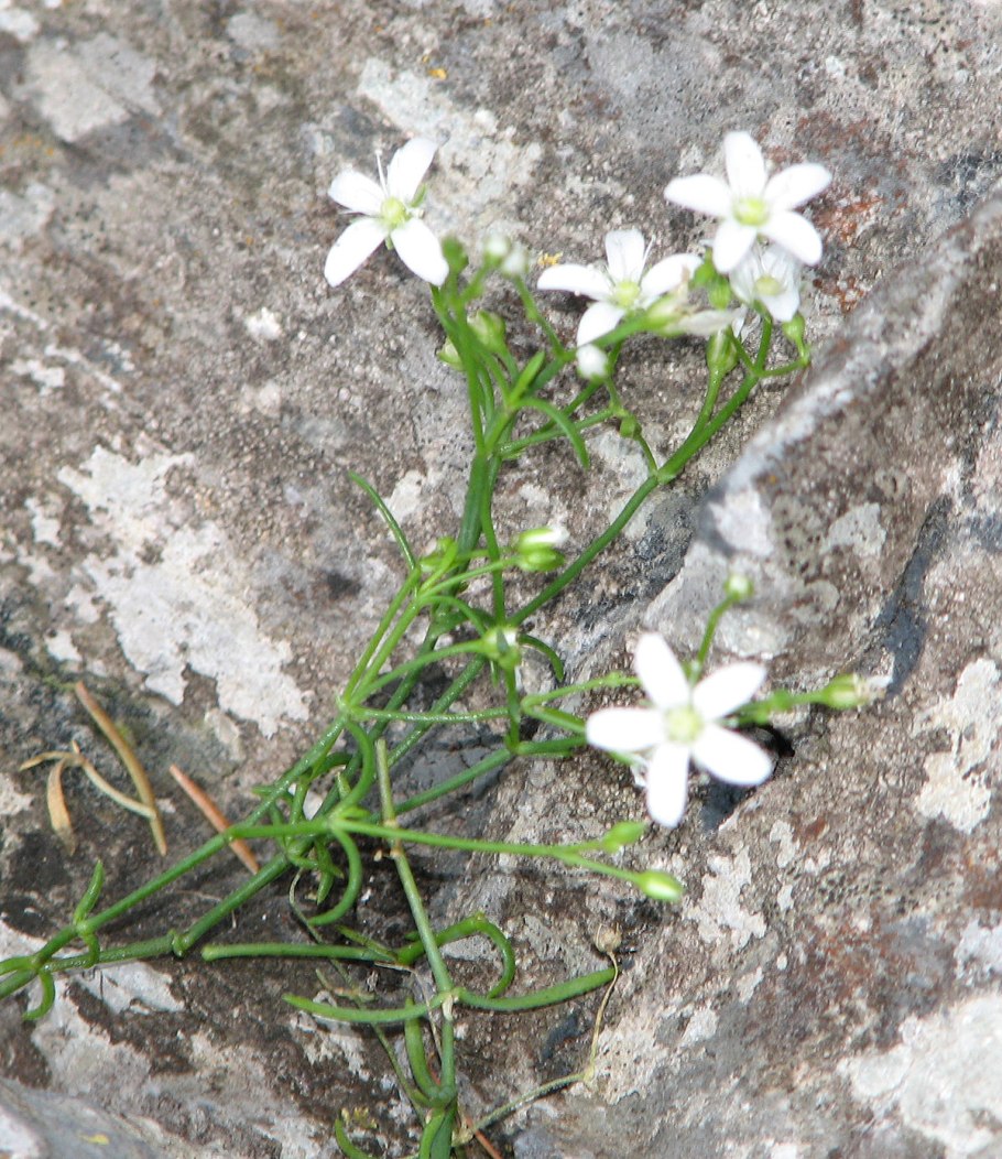 Moehringia muscosa