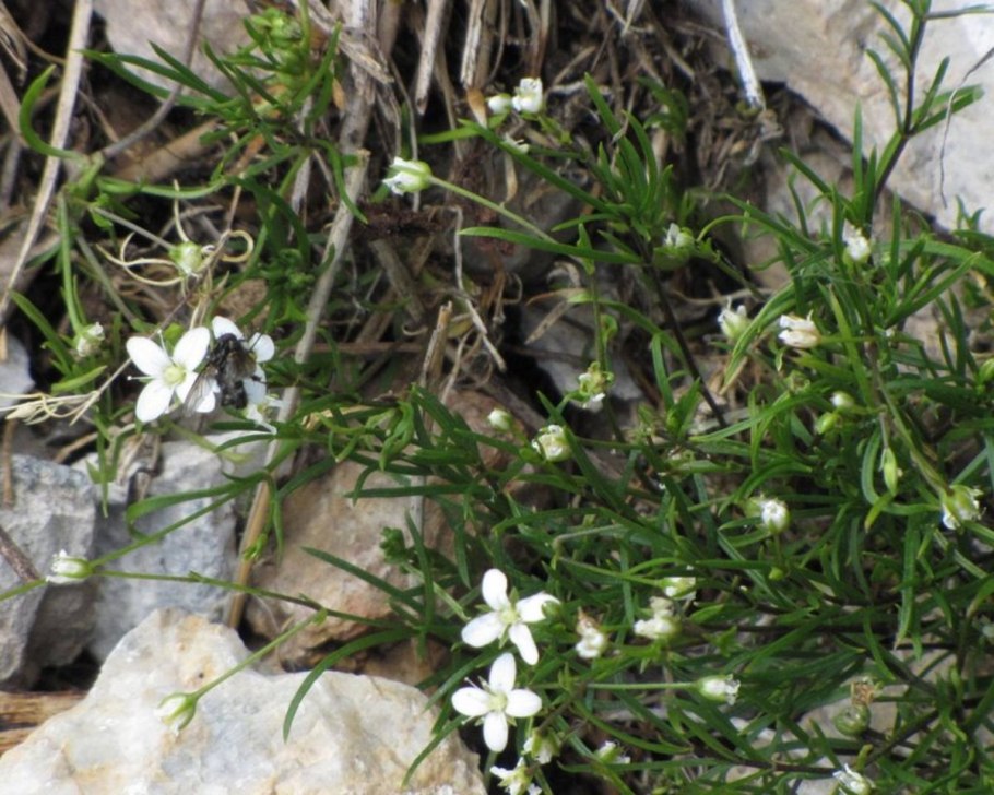Tontonia gracillima ciliata