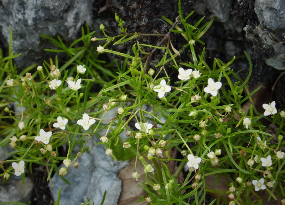 Moehringia muscosa