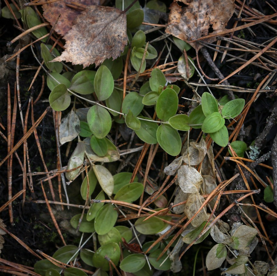 Moehringia macrophylla