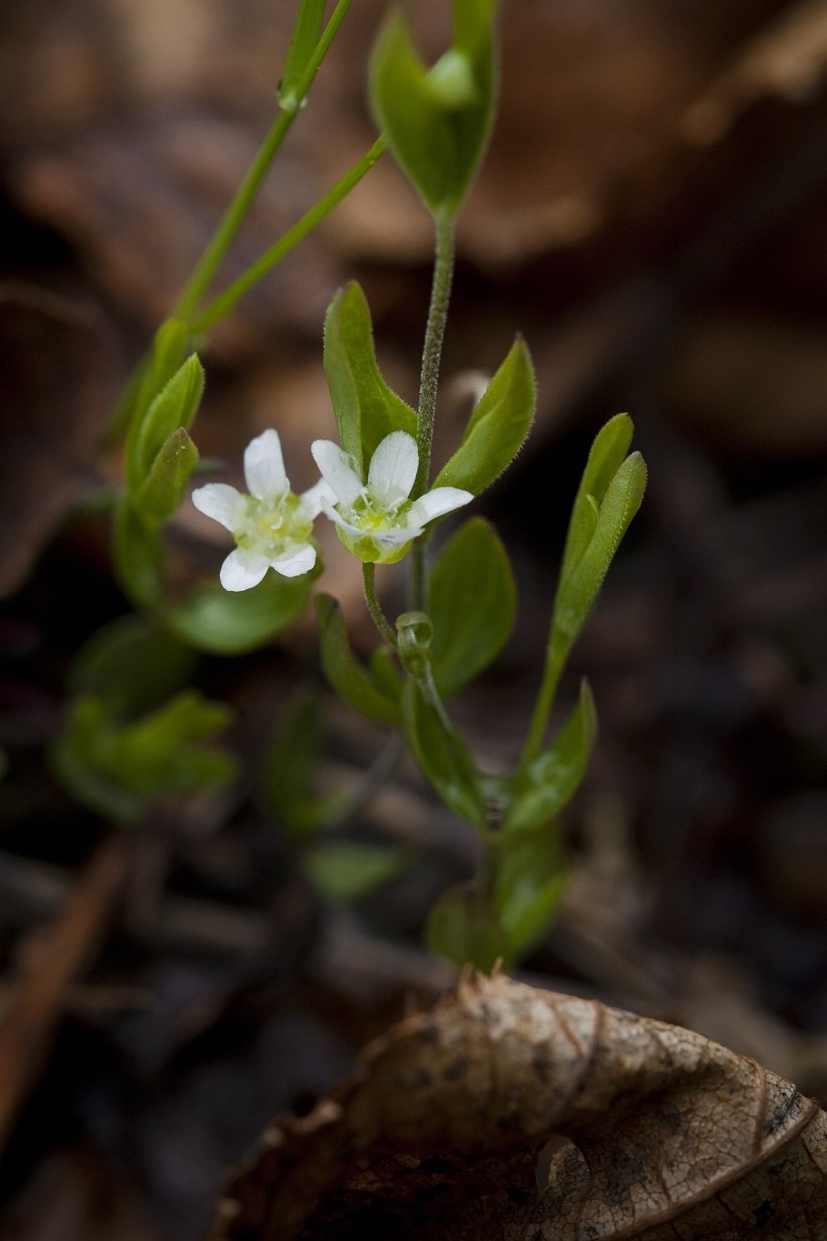 Moehringia muscosa