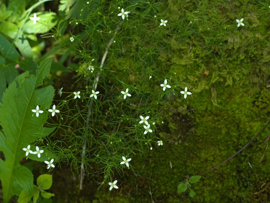 Moehringia macrophylla