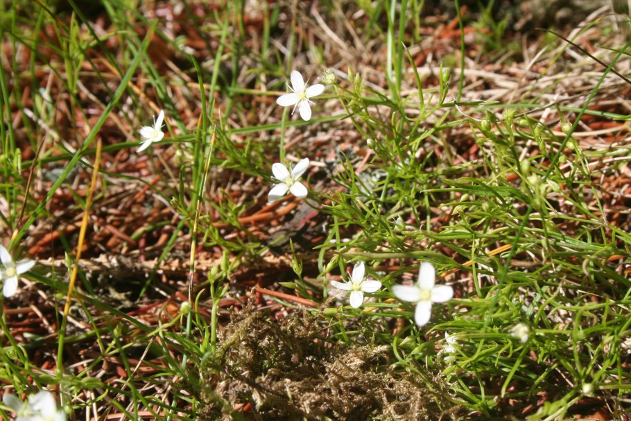 Moehringia muscosa