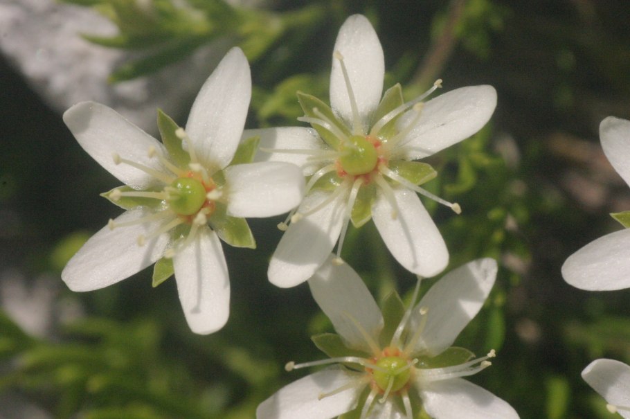 Caryophyllaceae Fruit