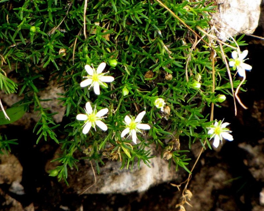 MEDIASIA macrophylla