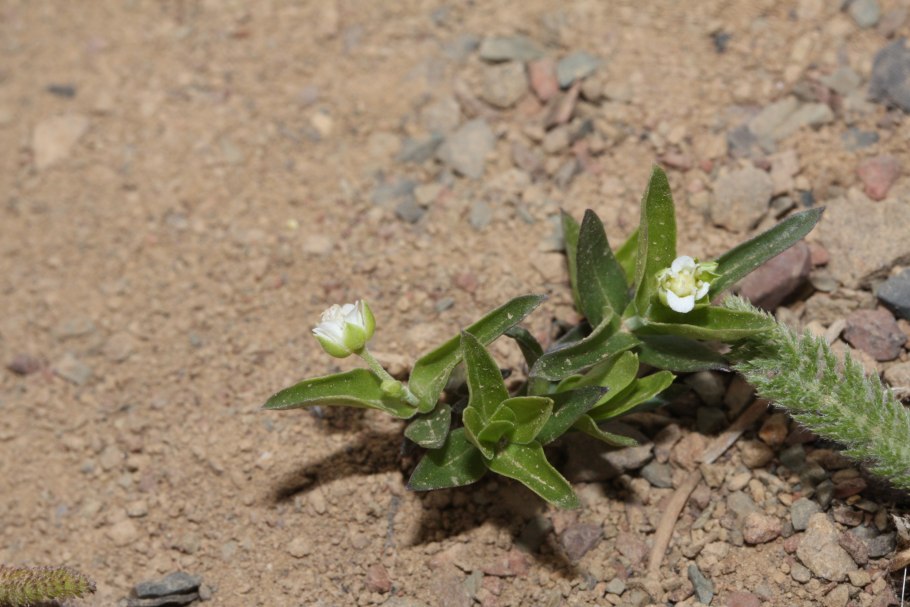 Moehringia muscosa