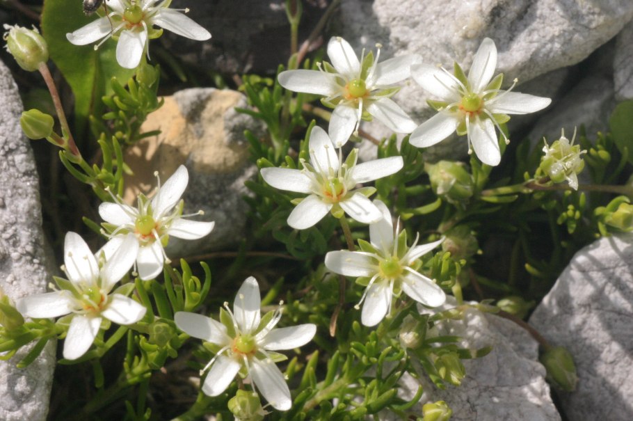 Moehringia trinervia