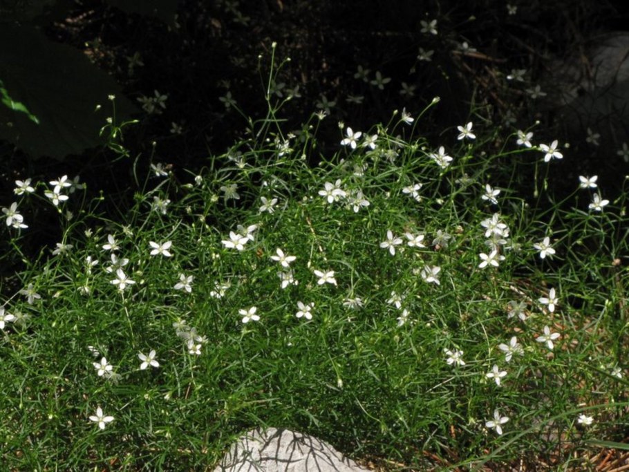 Moehringia macrophylla
