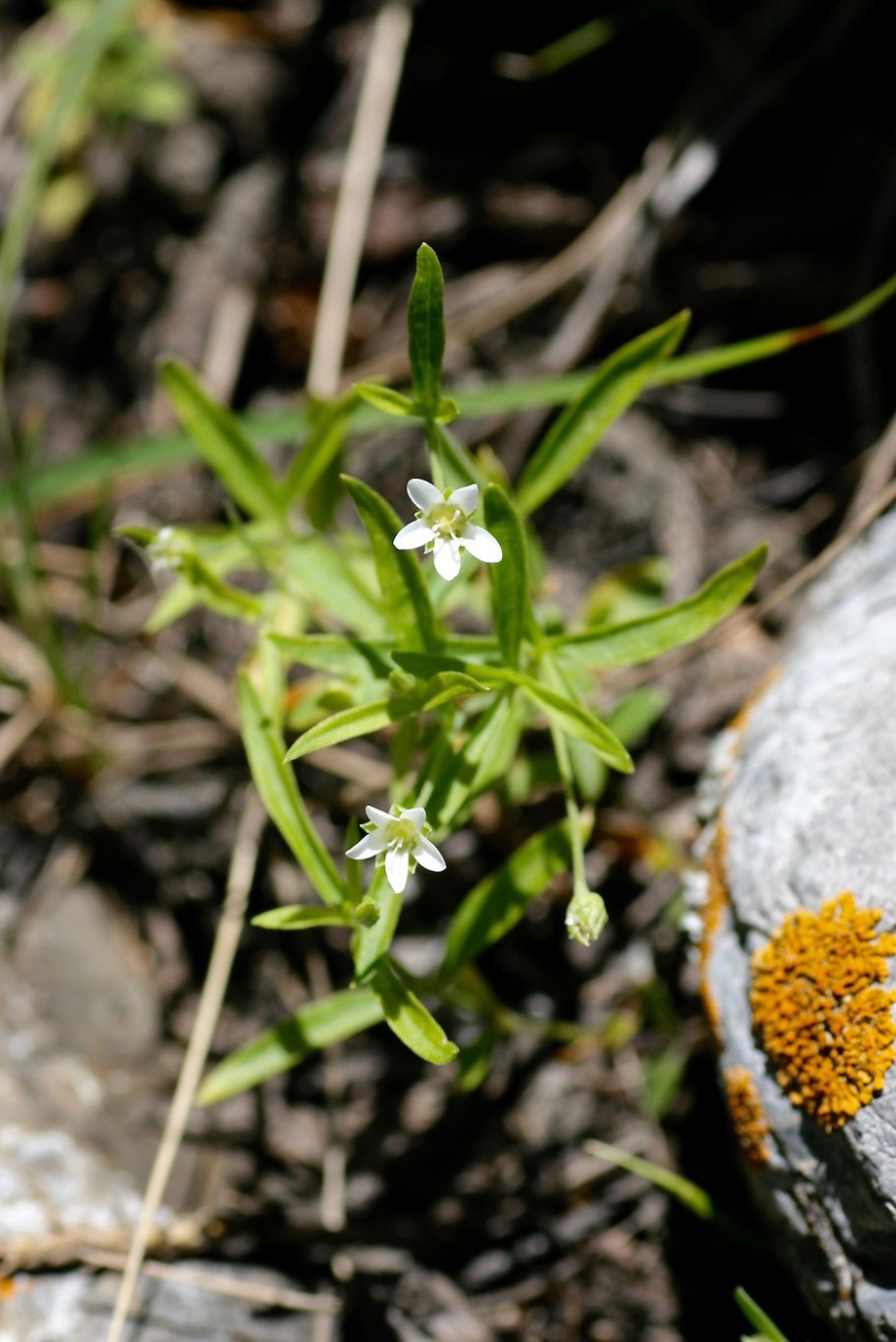 Moehringia macrophylla