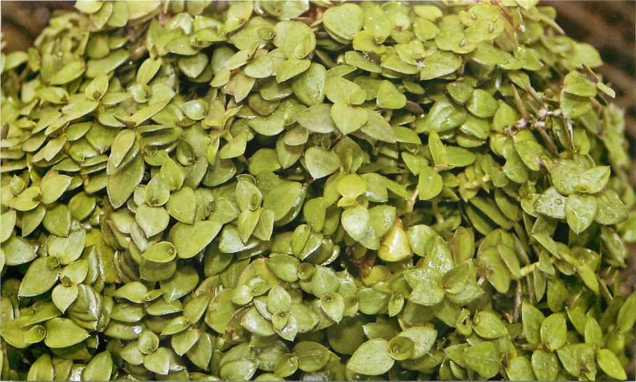 Традесканция «Callisia repens»