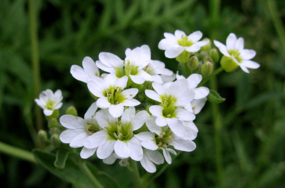 Икотник серый (Berteroa incana)