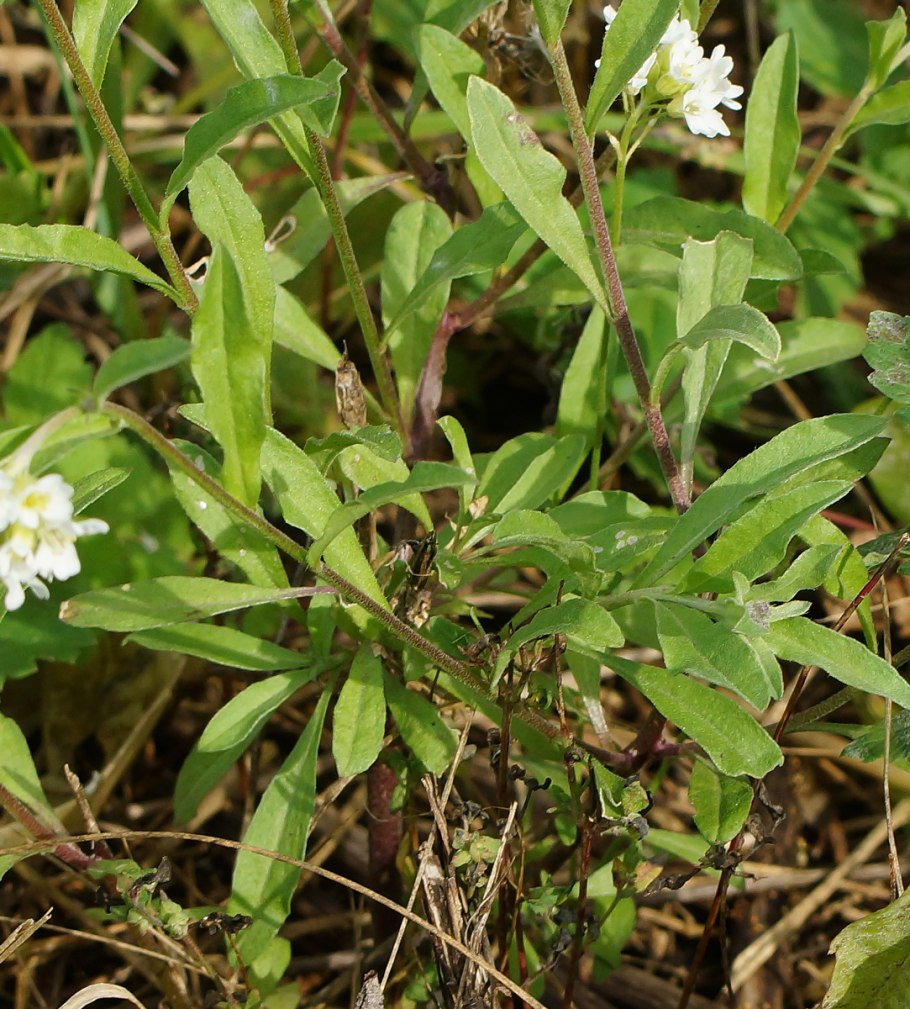 Икотник серый (Berteroa incana)
