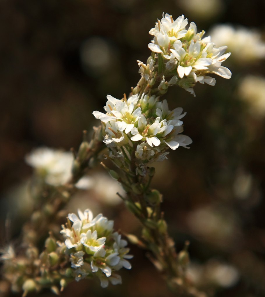 Икотник серый