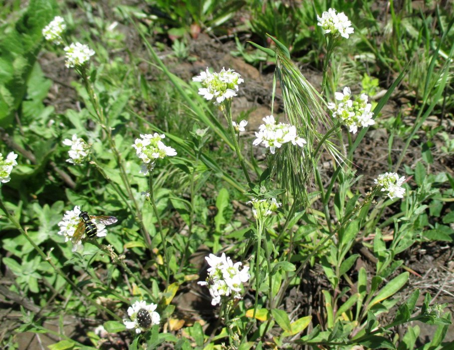 Икотник скальный