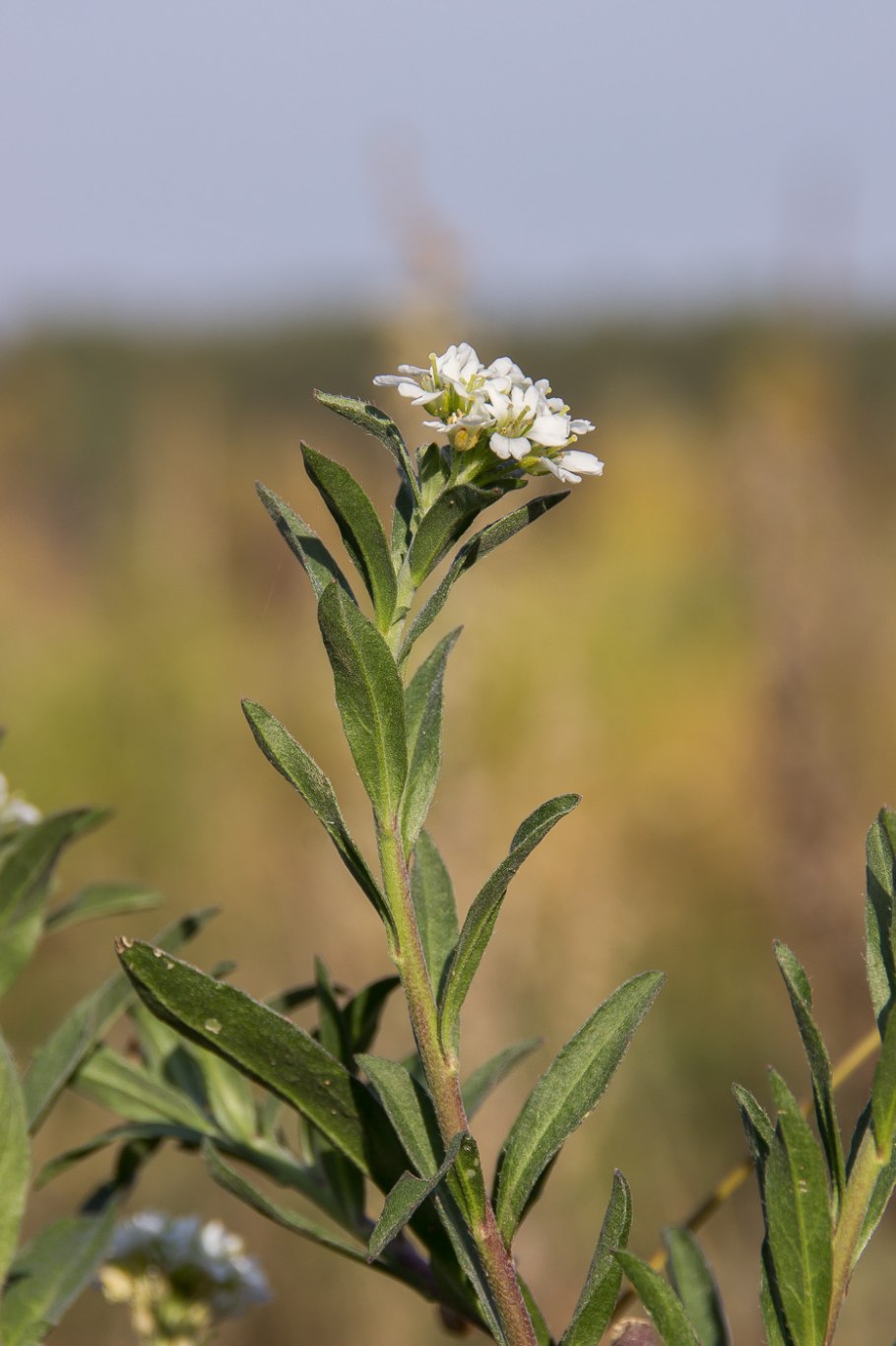 Икотник серый
