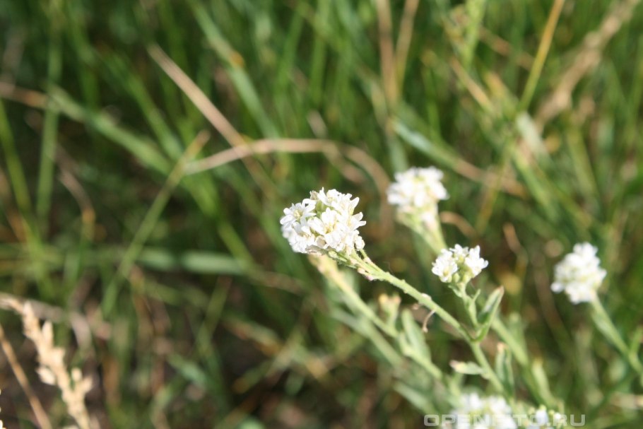 Икотник растение с розовыми цветочками