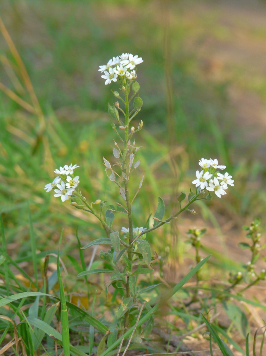 Икотник серый род