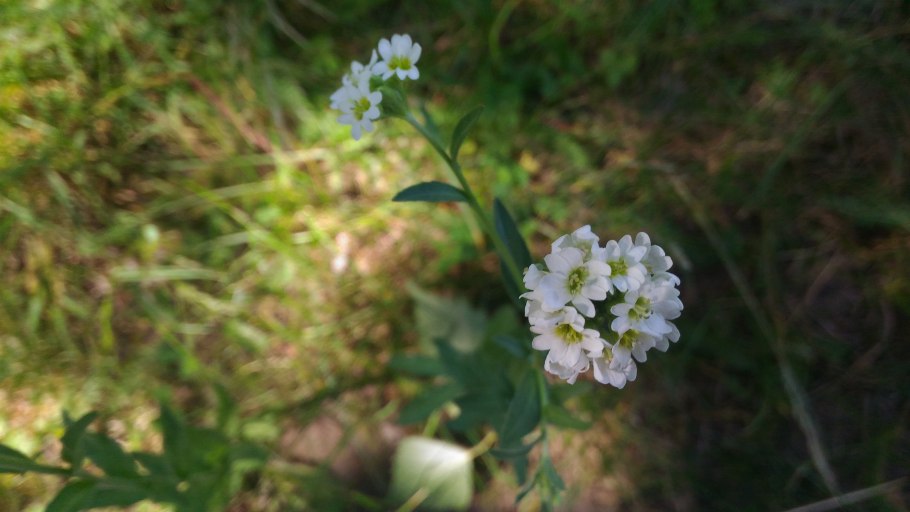 Икотник белый