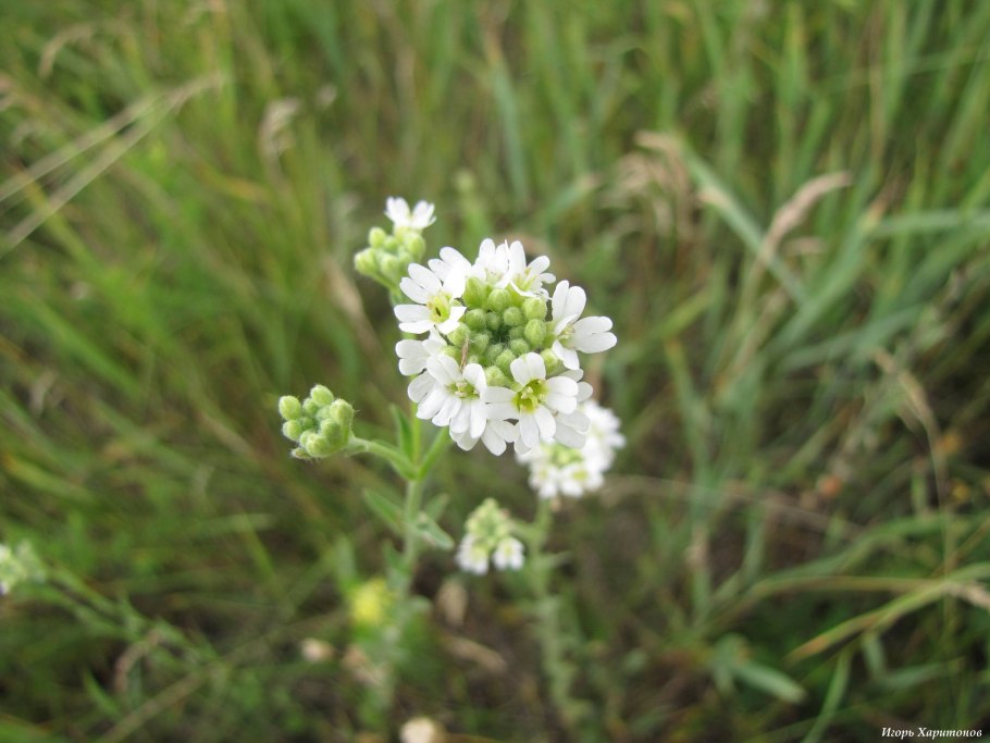 Икотник серый – Berteroa incana (l.) DC.