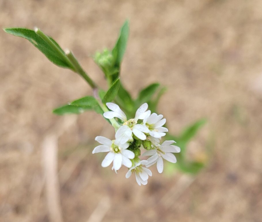 Икотник серый (Berteroa incana)