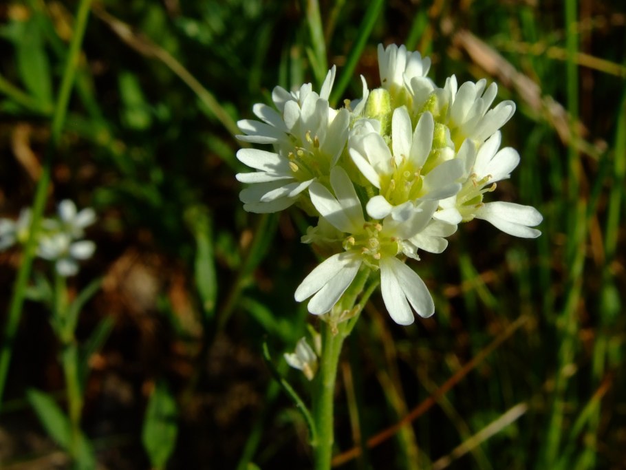 Икотник серый (Berteroa incana)