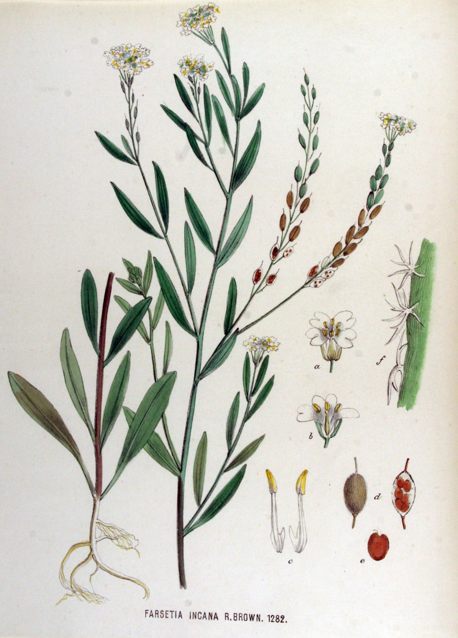 Редька ярутка Икотник