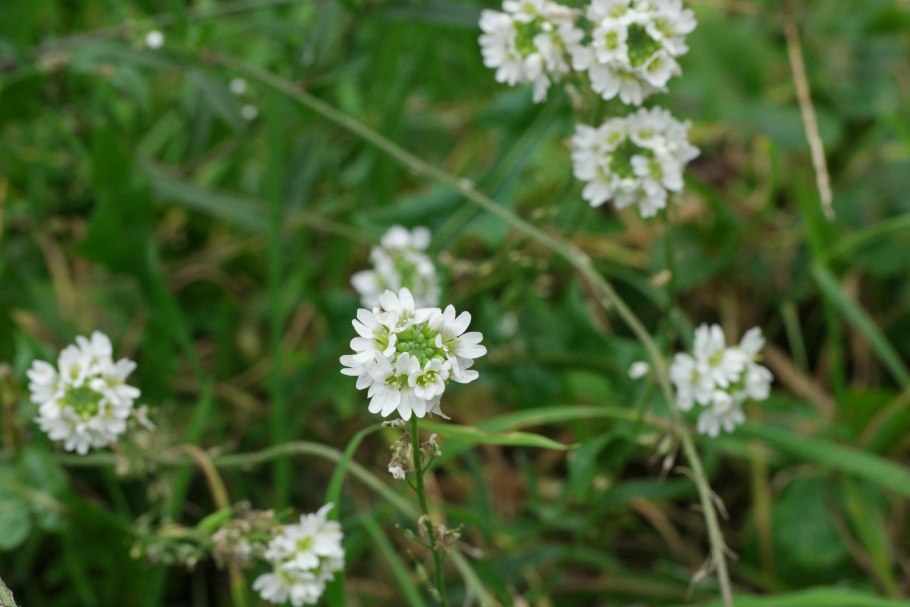 Икотник серо-зеленый