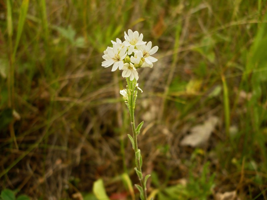 Икотник Бурачок