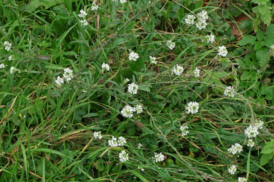 Икотник серый (Berteroa incana)